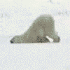 avatar_2637.gif