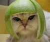 avatar_9408.jpg